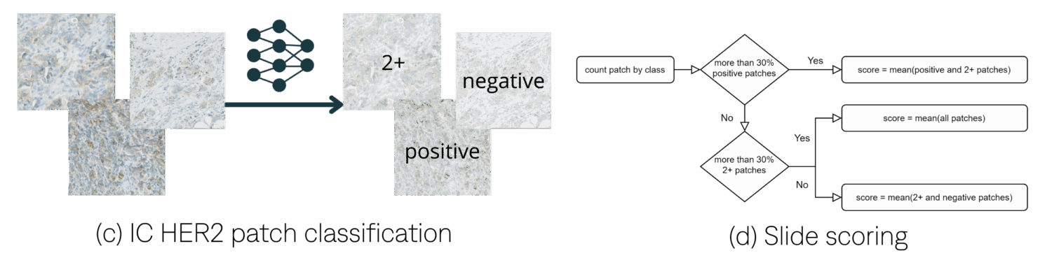 HER2 - Fourth Diagram
