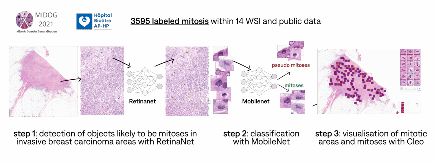 Mitoses plan 