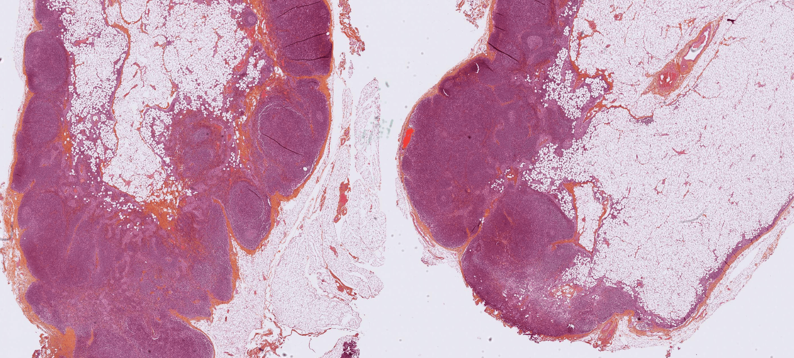 Primaa lab
